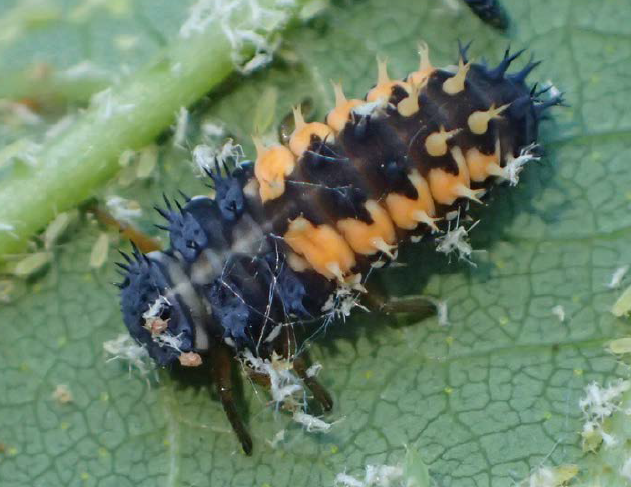 A lady beetle larva on a leaf.